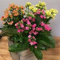 ราคา 30 เมล็ดพันธุ์ Bonsai Seeds เมล็ด กุหลาบหินดอกซ้อน ไม้อวบน้ำ กุหลาบหิน Kalanchoe blossfeldiana Seed อัตราการงอก 80 85 (11769462714)