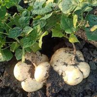 ราคา เมล็ดพันธุ์ มันแกว มันแกวตะเภา 300 เมล็ด (21086061299)