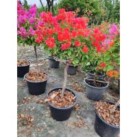 ราคา ต้นเฟื่องฟ้า แฟนตาซี ดอกสีแดง ในกระถาง10นิ้ว (17678674956)