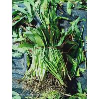 ราคา ต้นสร้อยทอง สินค้าขายดีประจำเดือน (15424024038)