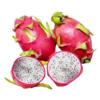 ราคา DRAGON FRUIT ต้นแก้วมังกร พันธุ์เวียดนามผลใหญ่ เนื้อขาวครีม เปลือกแดงอมชมพู รสหวานจัด กลีบใหญ่และห่าง จัดส่งพร้อมถุงชำ 6 นิ้ว มีรากแล้ว (2915540772)