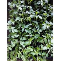 ราคา ต้นกล้า มะเขือเทศลูกแพร สีเหลือง Yellow Pear Tomato ปลูกเองสด ปลอดสารพิษ อร่อยฉ่ำกรอบ พร้อมปลูก กล้าละ 12บาท (15379586803)