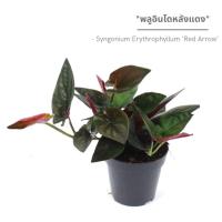 ราคา พลูอินโดหลังแดง Syngonium Erythrophyllum Red Arrow กระถาง 3 นิ้ว (20796516344)