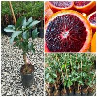 ราคา ต้นส้มเลือด มีสีคล้ายกับเลือด ผลมีขนาดใหญ่ กว่าส้มปกติเกือบเท่าตัว มีรสชาติแปลกกว่าส้มอื่น คล้ายราสเบอรี่ ผสมส้มโอ ผสมแอปเปิ้ลนิดๆ ต้นพร้อมปลูก (20398226134)