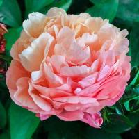 ราคา 10 เมล็ด เมล็ดโบตั๋น ดอกนางพญานิรมล Paeonia Peony สายพันธุ์ Pink Hawaiian Coral เป็นสัญลักษณ์ความมั่งคั่งร่ำรวย ซื่อสัตย์ มีโชคลาภ (21075586442)