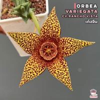 ราคา เก๋งจีน Orbea variegata cv rancho vista กระบองเพชร cactus succulent (16233812561)