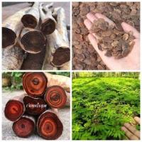 ราคา 28 เมล็ด เมล็ดพันธุ์ พะยูงไหหลำ แบบแกะเมล็ด พร้อมปลูก หวงฮัวหลี Hainan Huanghuali seeds (9126569004)