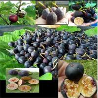 ราคา พันธุ์ Iragi Fig ลูกฟิก Fig ต้นมะเดื่อฝรั่ง ต้นใหญ่ โตแล้วพร้อมให้ลูก รากแน่นๆ จัดส่งพร้อมกระถาง 6 นิ้ว ลำต้นสูง 40 ซมขึ้นไป ต้นไม้แข็งแรงทุกต้น (8126285597)