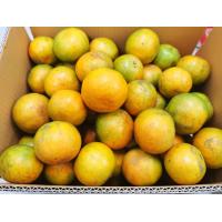 ราคา ส้มสายน้ำผึ้ง จากฝาง ตรุษจีน ของฝาก ของไหว้ ส้มมงคล (21283129563)