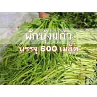 ราคา เมล็ด พันธุ์ ผักบุ้งแก้ว ผักบุ้งเไทย ผักบุ้งเย็นตาโฟ 500 เมล็ด (7860013708)