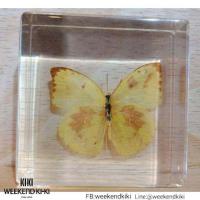 ราคา ที่ทับกระดาษแมลงสต๊าฟ ที่ทับกระดาษแมลง แมลงสต๊าฟเป็นที่ทับกระดาษ (8921880476)