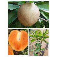 ราคา ต้นละมุดสาลี่ยักษ์ ผลใหญ่ เนื้อหวานหอมกรอบอร่อย ปลูก 1 ปีติดผล สูง60 70ซ ม แบบเสียบยอด (17361821085)