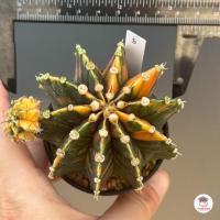 ราคา ยิมโนด่าง ไม้เมล็ด Gymnocalycium แคคตัส กระบองเพชร cactus succulent (4611916716)