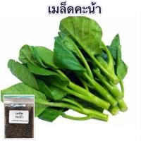 ราคา คะน้ายอด คะน้าใบ เมล็ด พันธุ์ ผักสวนครัว 300 1000 เมล็ด ซื้อ 10 แถม 1 คละได้ (19603090634)