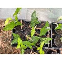 ราคา พร้อม ส่ง เงินไหลมาด่างขาว ไม้มงคล ไม้ด่าง ไม้ฟอกอากาศ เงินไหลมาด่างขาวคัดสวย ๆ ทุกใบ จากต้นแม่เชื้อด่างขาวชัด ขุนเขาการ์เด้น (11443955929)