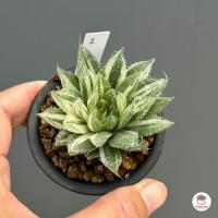 ราคา Haworthia Decipiens variegated ฮาโวเทีย ไม้อวบน้ำ กุหลาบหิน cactus succulentหลากหลายสายพันธุ์ (19056654707)