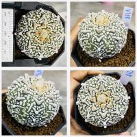 ราคา แอสโตรวี ไทป์ แอสโตร v ชุดที่2 แอสโตรไฟตั้มวีไทป์ Astrophytum V type กระบองเพชร แคคตัส (20544370484)