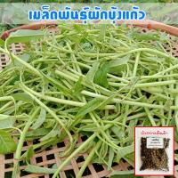 ราคา เมล็ดพันธุ์ ผักบุ้งแก้ว ผักบุ้งเย็นตาโฟ ผักบุ้งไทย 1000 เมล็ด 10 เเถม 1 คละได้ (10697258634)