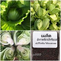 ราคา เมล็ดพันธุ์ ผักกาดเขียวปลี กรีนบอล ผักกาดเขียว 300 3500 เมล็ด ปลูกง่าย โตเร็ว 10 แถม 1 คละได้ (18505773282)