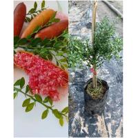 ราคา ต้นมะนาวคาเวียร์ มะนาวนิ้ว มือ เสียบยอด 20 30ซม แบบลุ้นสี มีสีแดง เขียว ชมพู เหลือง (8129754463)