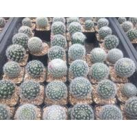 ราคา ศูนย์รวมต้นกระบองเพชร ทั้งหมดในร้าน ต้นกระบองเพชร ต้นแคคตัส แคคตัส กระบองเพชร (16871318907)
