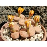 ราคา 20 เมล็ด ไลทอป กระบองเพชร ไม้อวบน้ำ กุหลาบหิน แคคตัส Living Stone Lithops เพาะเมล็ด สายพันธุ์ fulviceps C220 (20557462342)