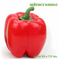 ราคา ผักโมเดล ผักพลาสติก ผักปลอม ผักผลไม้ปลอม สำหรับตกแต่งร้านอาหาร แต่งบ้าน แต่งร้านค้า (21144741017)