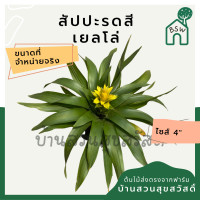 ราคา ต้นสัปปะรดสี สัปปะรดดอก มาในกระถาง 4 นิ้ว พร้อมตั้ง (13997500156)