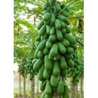 ราคา เมล็ดพันธุ์มะละกอพันธุ์ต่างๆมี 9 สายพันธุ์ เลือกสั่งได้นะคะ (9237088097)