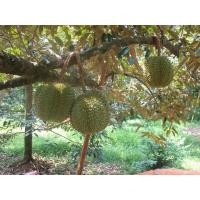 ราคา ต้นทุเรียนชะนีไข่ จัดส่งพร้อมถุง 8 นิ้ว ลำต้นสูง 80 100 ซม (20985994839)