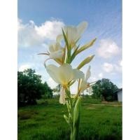 ราคา พุทธรักษา พุทธรักษาสีขาว ตัดใบล้างราก ไม้มงคล หน่อ เหง้า ต้นพุทธรักษา (17328718191)