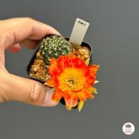 ราคา อิชินอปซิส โลบิเวีย Echinopsis Lobivia แคคตัส กระบองเพชร cactus succulent (4596660326)