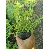 ราคา ชุด 3ถุง 135 บาท ต้นจิงจูฉ่าย ถุงใหญ่ ต้นโต แข็งแรงพร้อมปลูก จิงจูไฉ่ จินจูฉ่าย สมุนไพรใส่ในต้มเลือดหมู ขับลม บำรุงไต (16953441513)