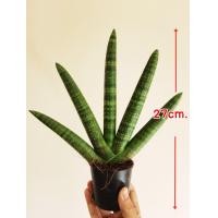 ราคา ต้นไม้ฟอกอากาศ ต้นงาช้าง แคระบอลเซล ปลูกในบ้านได้ สูง27cm (5554994185)