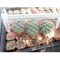 ราคา แมมชูแมน Mammillaria Schumannii ไม้เมล็ด ขนาด 4 5 ซม ต้นกระบองเพชร ต้นแคคตัส แคคตัส กระบองเพชร (21170071599)