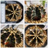 ราคา ยิมโนด่างไม้เมล็ด ยิมโนด่างคัดฟอร์ม กระบองเพชร แคคตัส (20621331259)