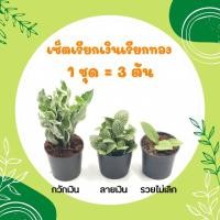 ราคา โปร 1 1 เซ็ตมหาเฮง 1 ชุด 3 ต้น ต้นกุมารทอง เศรษฐีรวยทรัพย์ ต้นเศรษฐีนำโชค ไม้มงคลเศรษฐี ต้นไม้มงคลสวยๆ ไม้มงคลโชคลาภ ไม้มงคลจิ๋ว (16166356108)
