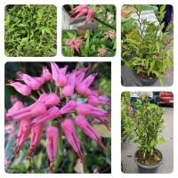 ราคา นกน้อยนำโชค Slipper plant Candelilla Tall slipper plant Slipper spurge ชื่ออื่นๆ นกน้อย นางกว (8500280502)