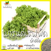 ราคา เมล็ดพันธุ์ ผักสลัด แกรนด์เรฟพิด 1000เมล็ด Grand Rapids Lettuce Seed เมล็ดพันธุ์แท้100 นำเข้าจากต่างประเทศ ปลูกผัก ถูกดี (3652510685)