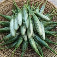 ราคา เมล็ดพันธุ์ มะเขือเปราะ ลูกรักบี้ มะเขือตอปิโด มะเขือลายลูกเล็ก มะเขือหยดน้ำ 600 เมล็ด 10 เเถม 1 คละได้ (13461929334)