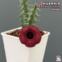 ราคา เก๋งจีน Huernia Bronx Cheer แคคตัส กระบองเพชร cactus succulent (16084756500)