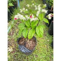 ราคา ต้นมังกรคาบแก้ว ขาว ไม้มงคล มังกรคาบแก้ว ไม้เลื้อยกลางแจ้ง ขนาดถุงดำ (20938152230)