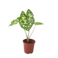 ราคา บอนเสือพราน 2 ไซส์ Caladium Hilo Beauty (20703350257)