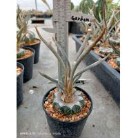 ราคา คาปุดเมดูซ่า Astrophytum caput medusae กราฟตอเมโลและเฟโร ราคาประหยัด ต้นแคคตัส ต้นกระบองเพชร แคคตัส กระบองเพชร (17317875987)