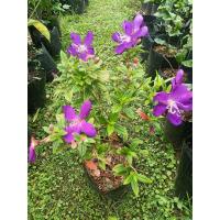 ราคา ม่วงมงคล ม่วงมหามงคล (19716842332)