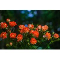 ราคา 30 เมล็ด เมล็ดพันธุ์ Home Garden Seeds ดอกกุหลาบ สีส้ม พันธุ์แคระ กุหลาบจิ๋ว Rose Seeds (9107868563)
