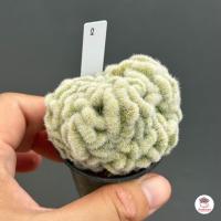 ราคา แมมเข็มเงินคริส แมมสมองเขียว คริสตาต้า Mammillaria geminispina cristata แคคตัส กระบองเพชร cactus succulent (16927488988)