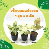 ราคา โปร 1 1 เซ็ตมหาเฮง 1 ชุด 3 ต้น ต้นกุมารทอง เศรษฐีรวยทรัพย์ ต้นเศรษฐีนำโชค ไม้มงคลเศรษฐี ต้นไม้มงคลสวยๆ ไม้มงคลโชคลาภ ไม้มงคลจิ๋ว (16166356107)