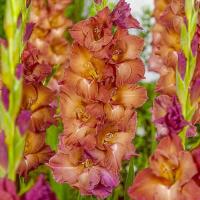 ราคา 10 หัว แกลดิโอลัส Gladiolus ดอกซ่อนกลิ่นฝรั่ง หรือ ดอกคำมั่นสัญญา สายพันธุ์ Indian Summer (21081106253)