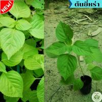 ราคา ต้นยี่หร่า ไม้พุ่ม ใบยี่หร่า ใบดกกลิ่นหอมฉุน ยี่หร่า กระเพราควาย ผักสวนครัว (16194491322)
